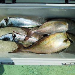 船ジギング釣り果